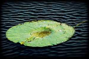 lilypad