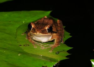 may_28_6968_frog_tadpole