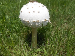 When you travel by car, you miss seeing fairy houses up close.