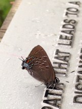 I suppose I could have used those couple of minutes to add more steps instead of stopping to enjoy this butterfly.