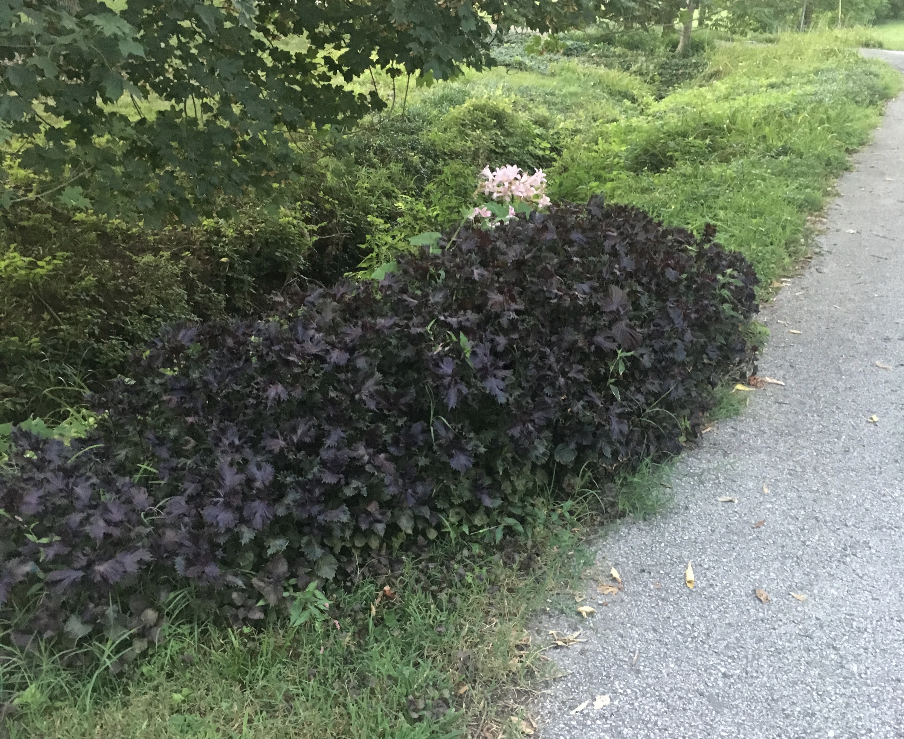 Surprise lilies peeking out.