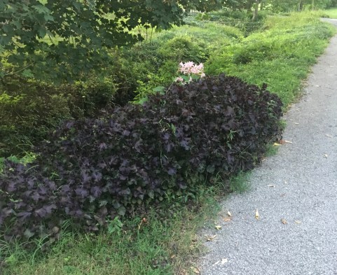 Surprise lilies peeking out.