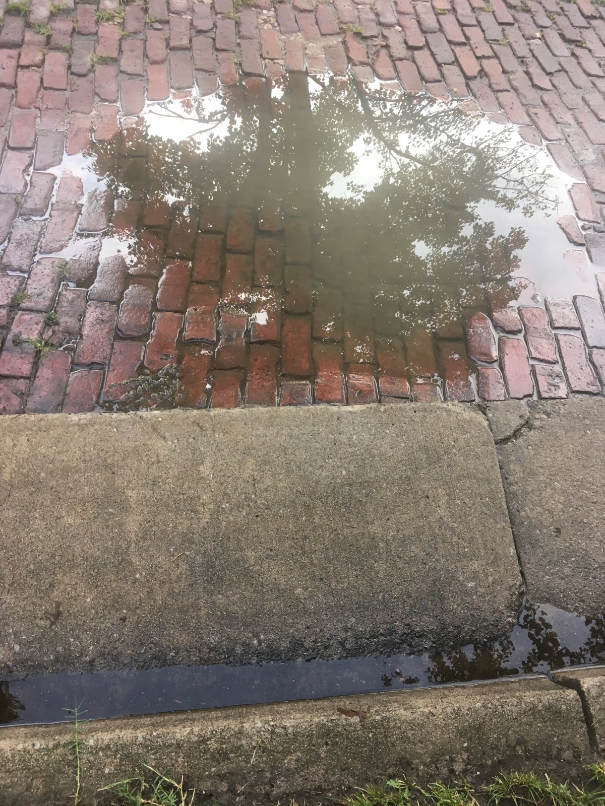 On Today’s Walk: Rain Puddles&nbsp;Edition