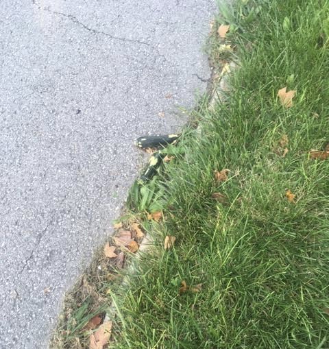 zucchini