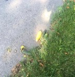 Squash and cucumbers