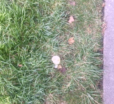 Onion