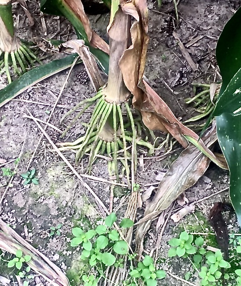 Cornstalk roots