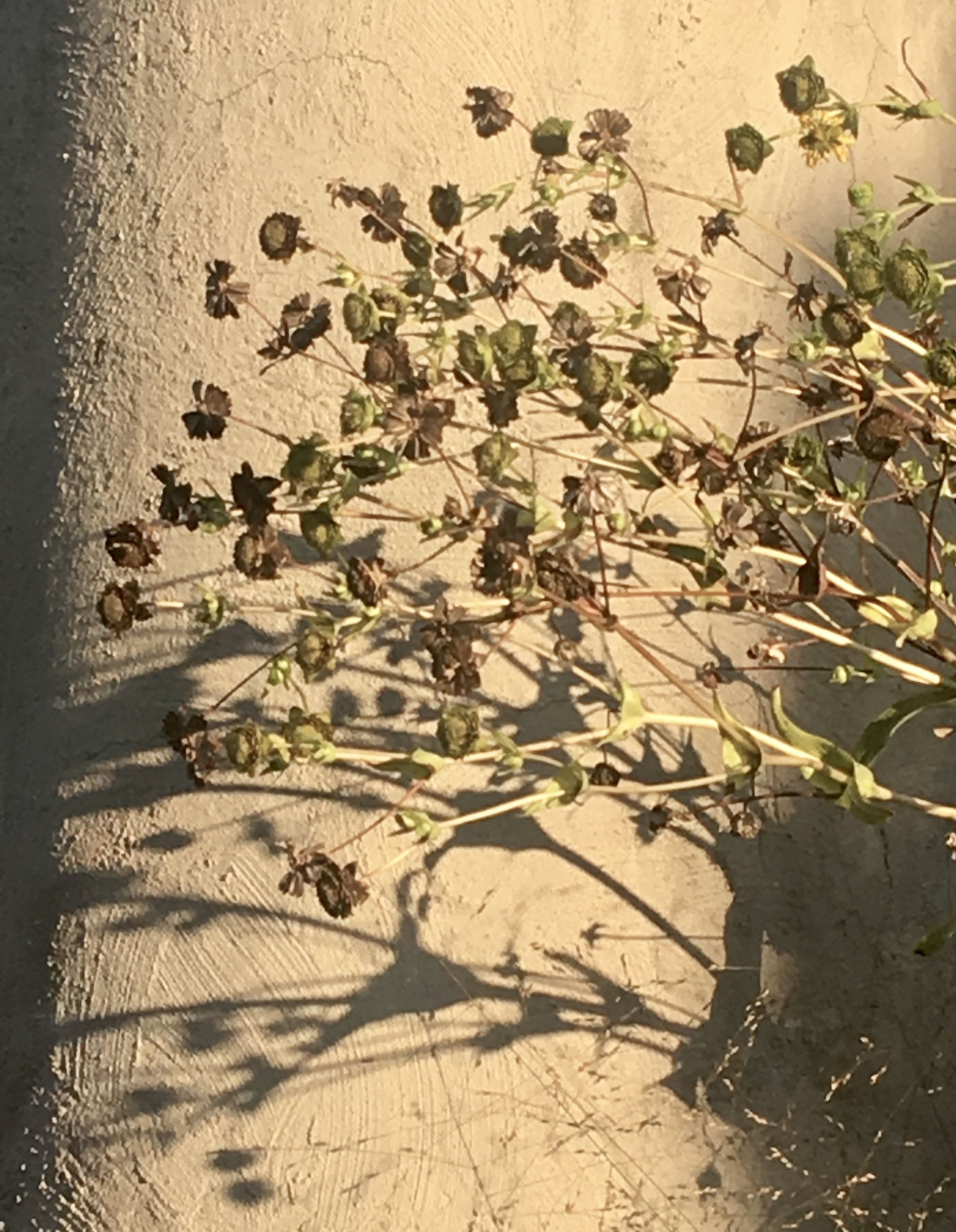 Plant and shadow