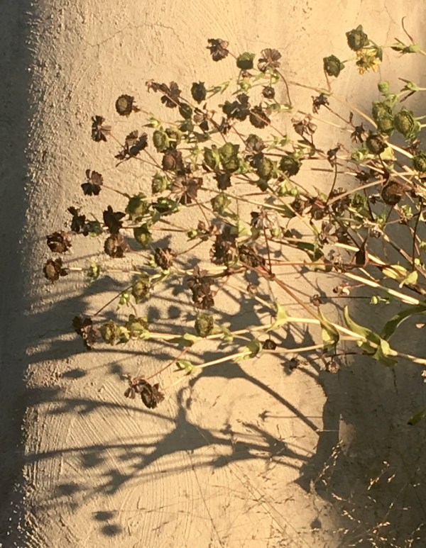 Plant and shadow