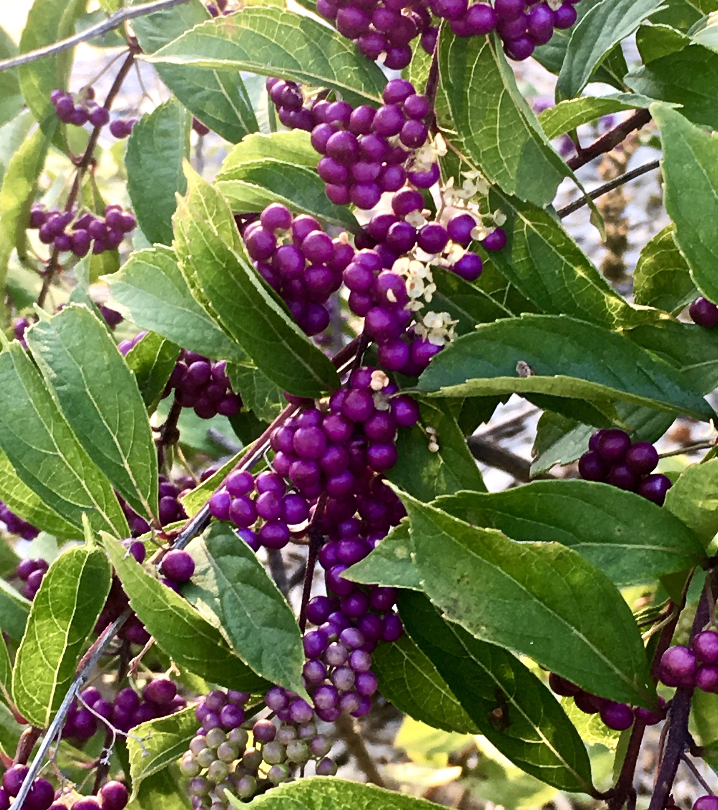 Unidentified berries