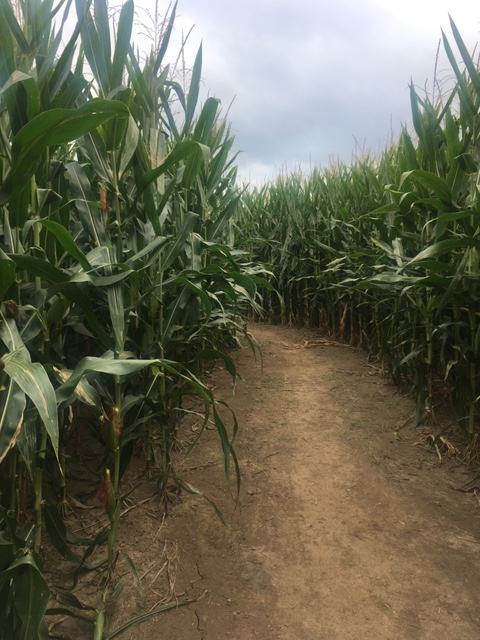 Corn maze