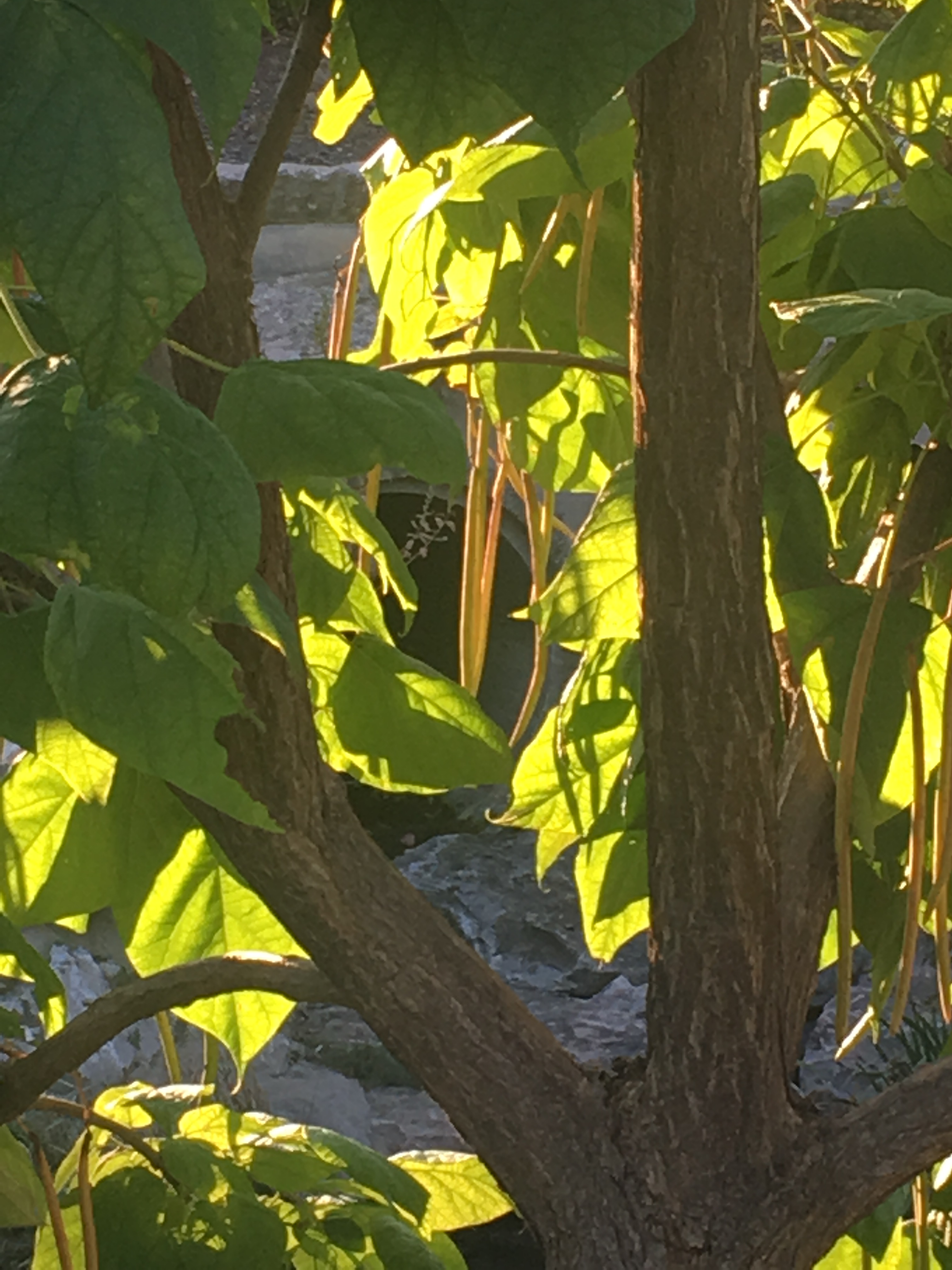 Catalpa and tunnel