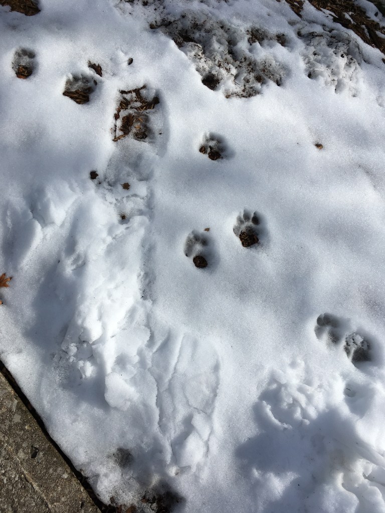 Snow prints