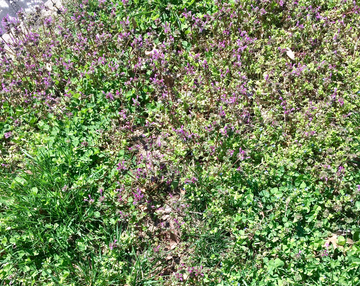 On Today's Walk: Spring&nbsp;Anyway