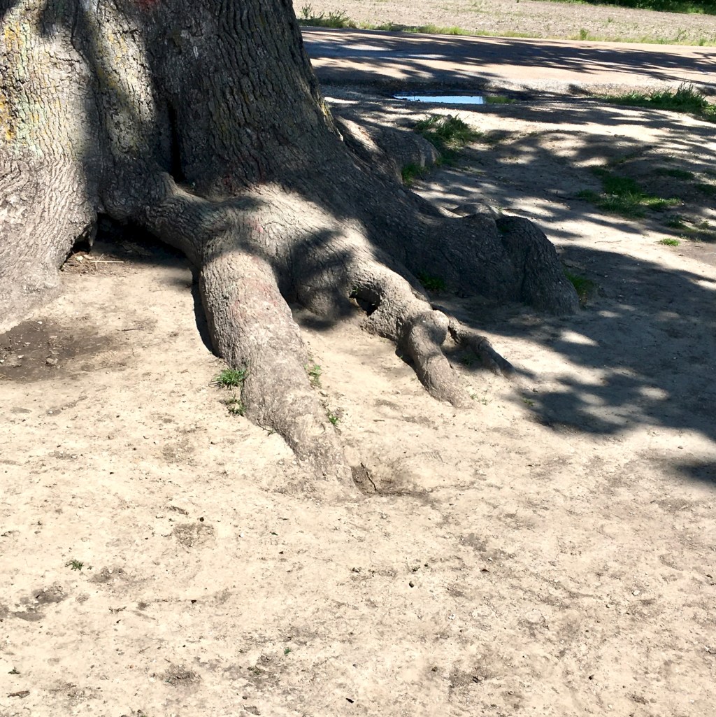 Tree roots