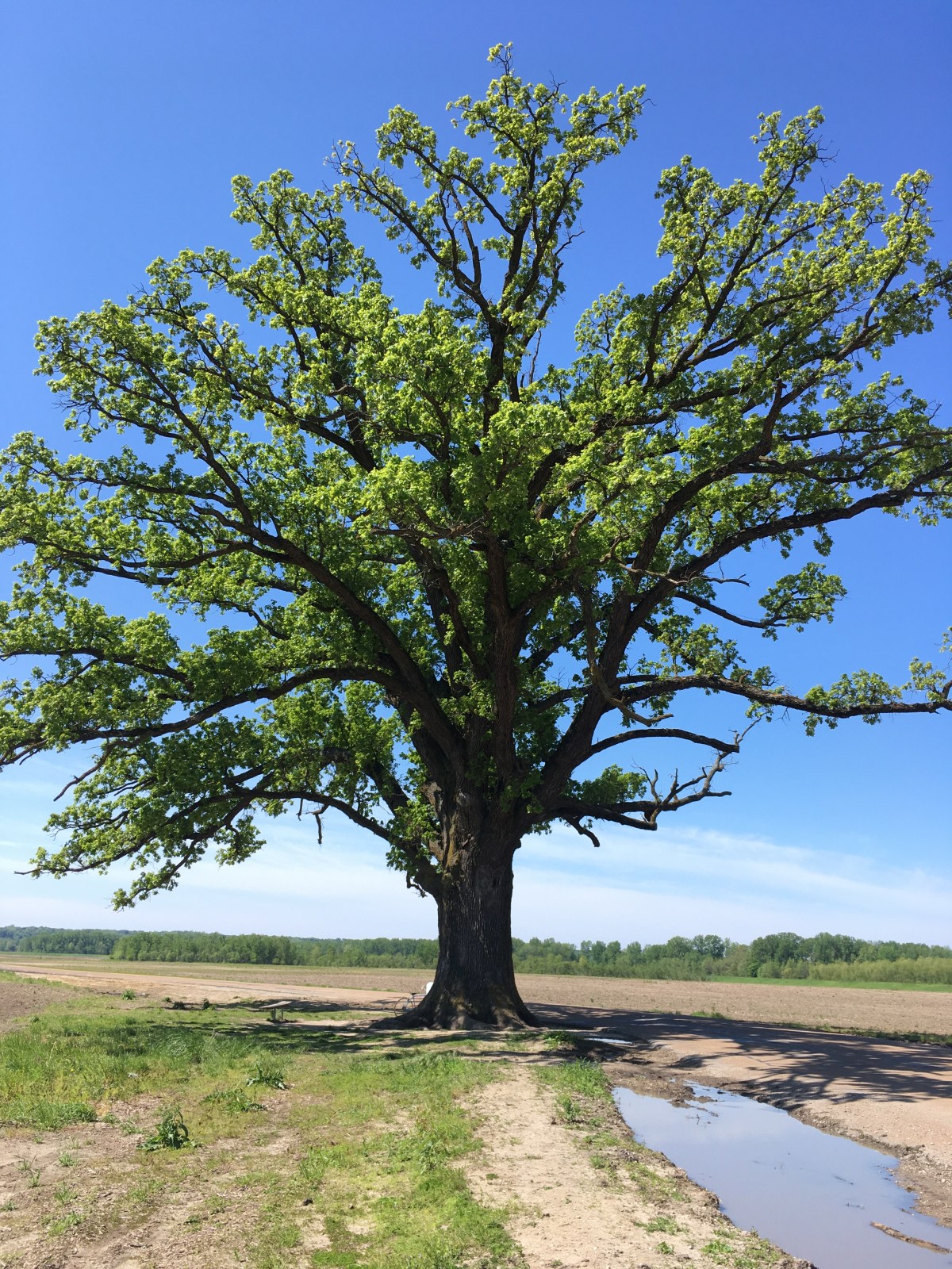 On Today’s Bike Ride: Tagging Along to the Big&nbsp;Tree