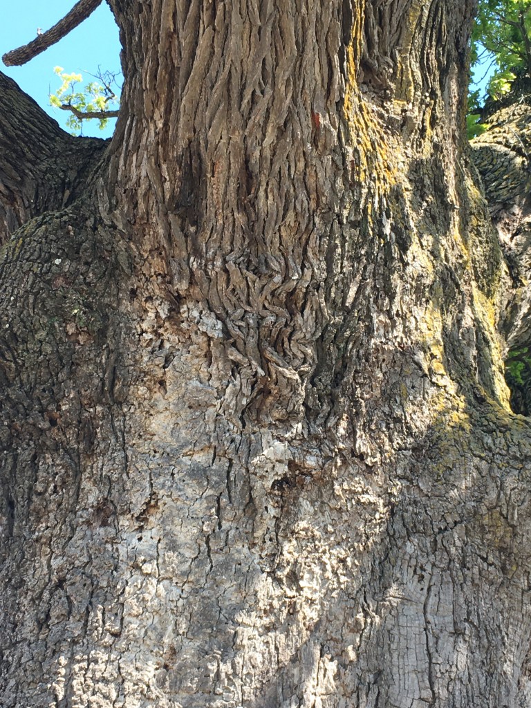 Tree bark