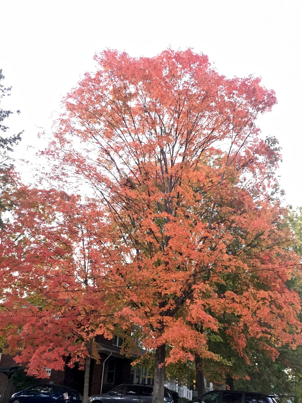 A Poem and Yesterday’s Walk