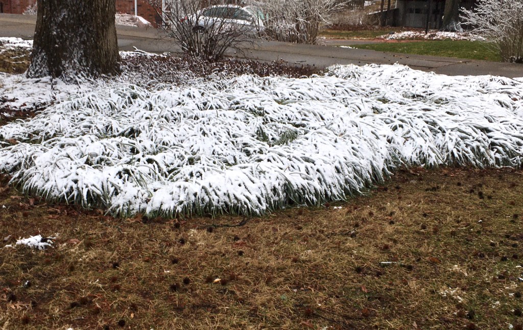 Ornamental grass bowed by snow