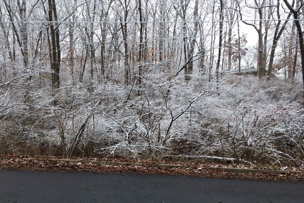 Frosty shrubs