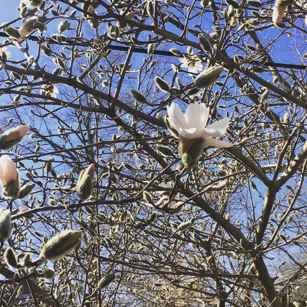 Magnolia blossoms and buds.