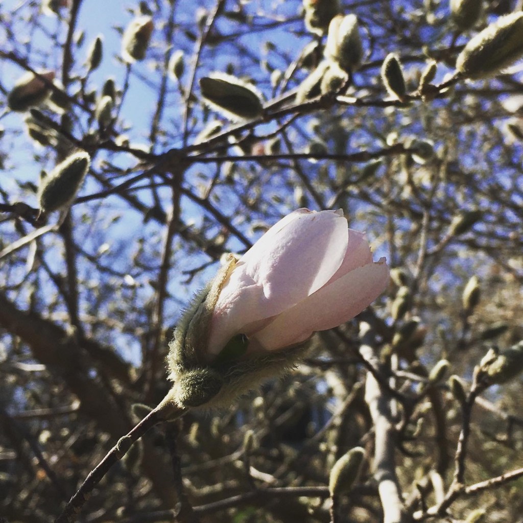 Magnolia blossom