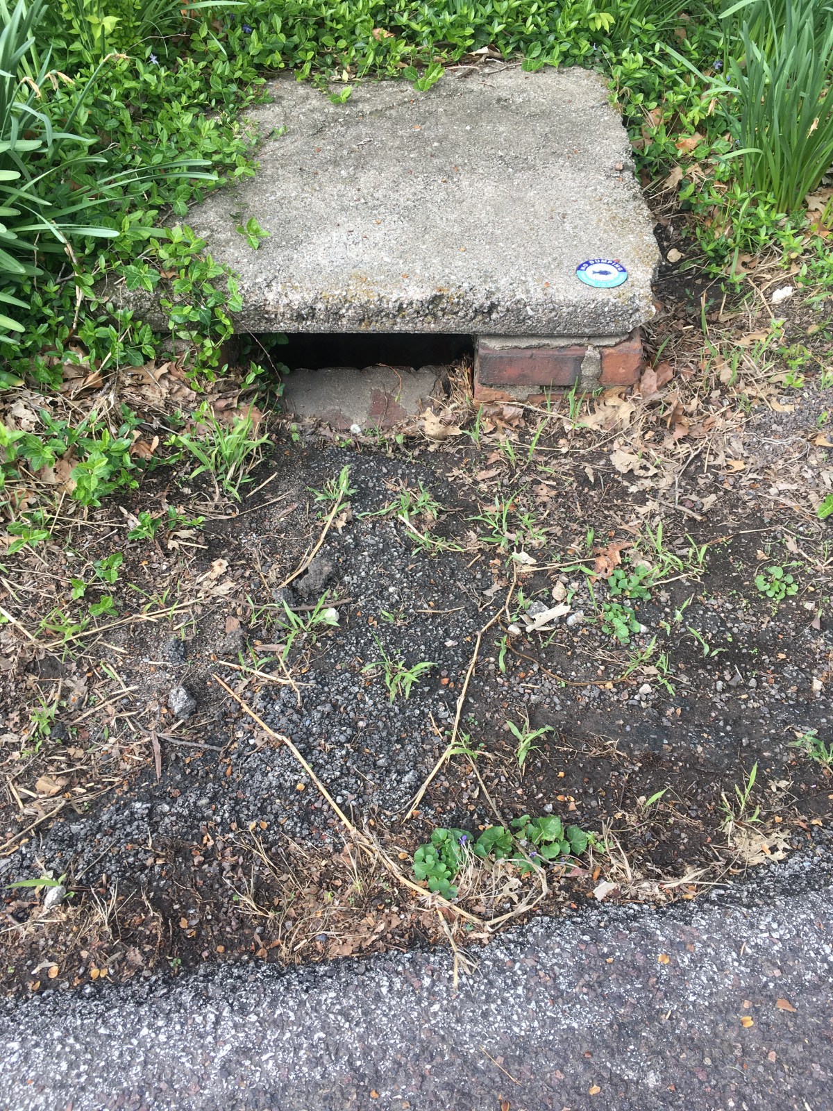 On Today’s Walk:&nbsp;Drainage