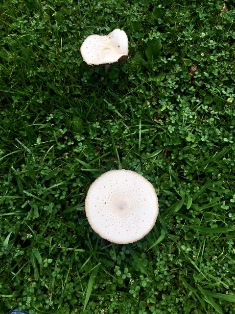 Two shrooms