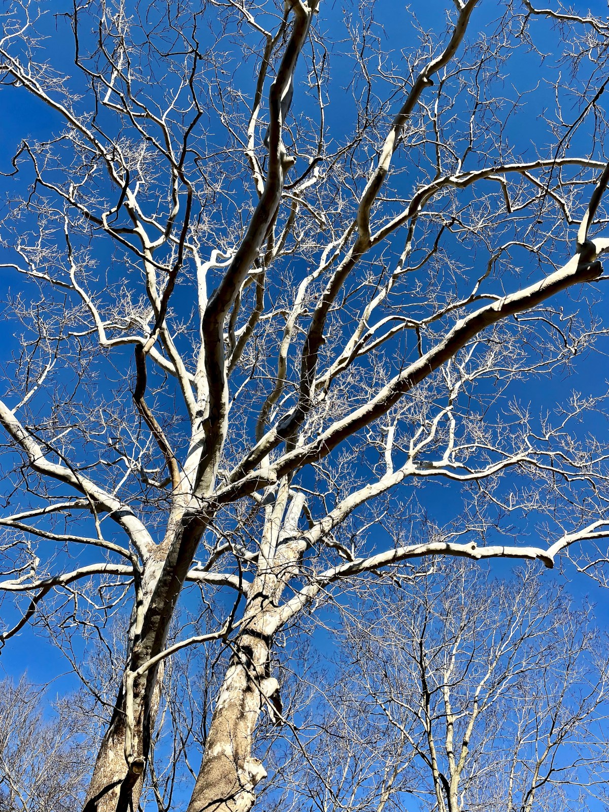 On Today’s Walk: Talk of Sycamores and Ancient Greek&nbsp;Sculpture