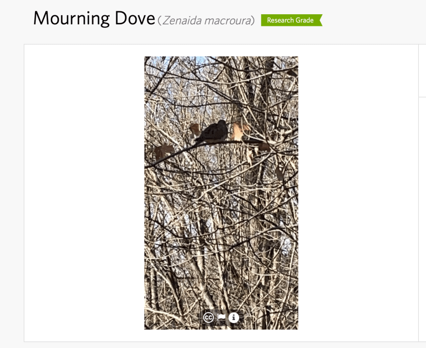 Mourning Dove
