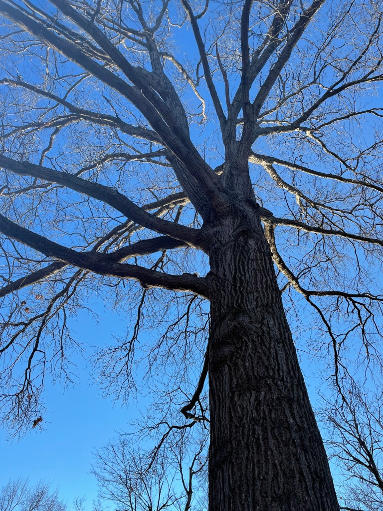 Leafless tree