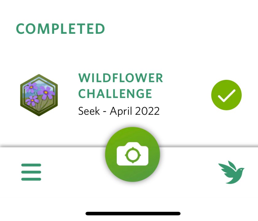 Completed: wildflower challenge. Seek, April 2022