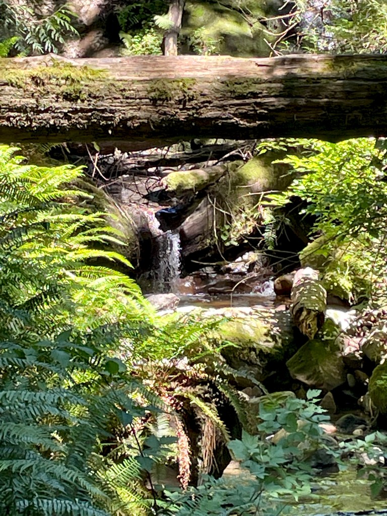 Small waterfall surrounded by green plants.