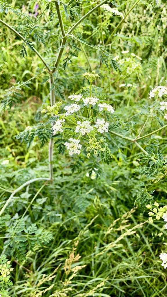 Poison hemlock plant