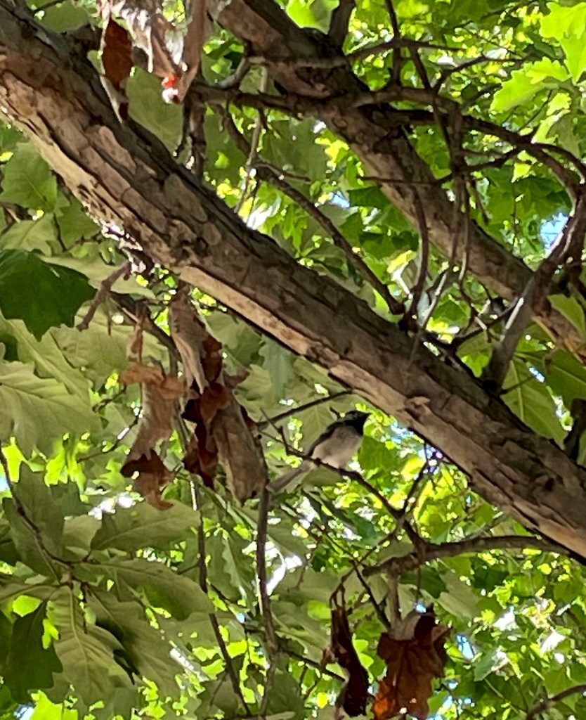 Chickadee in oak tree