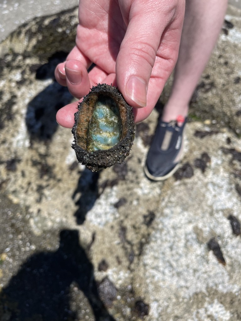 Hand holding a small shell, the interior of which has swirls of aqua color.