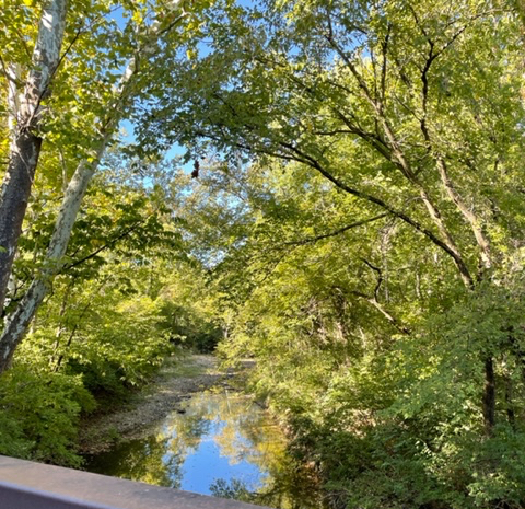 Narrow creek lined on both sides with green trees. Reflections of trees and blue sky in water.