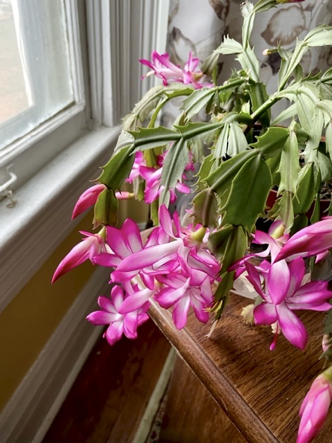 A Little Christmas Cactus Obsession and a&nbsp;Poem