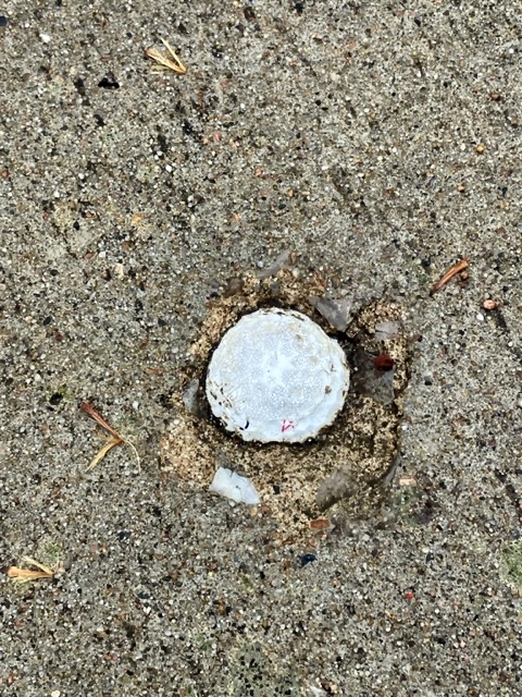 Half a golf ball visible, embedded in concrete.