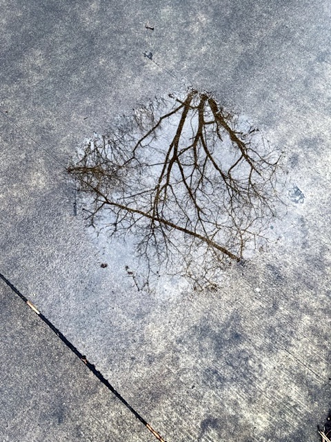 Water puddle on concrete, reflection of tree limbs and sky.