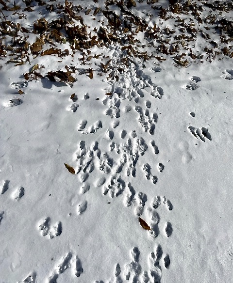 lots of rabbit tracks in snow
