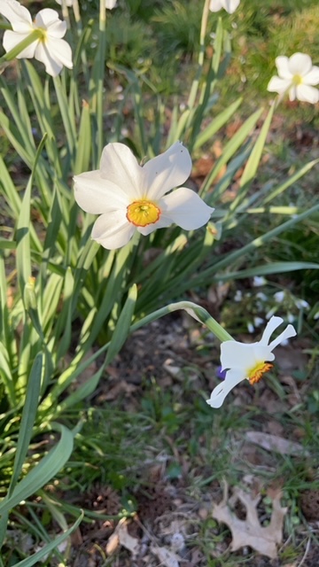 Small stand of Poet-s Narcissus, plants with six white petals surrounding a yellow center outlined in red.