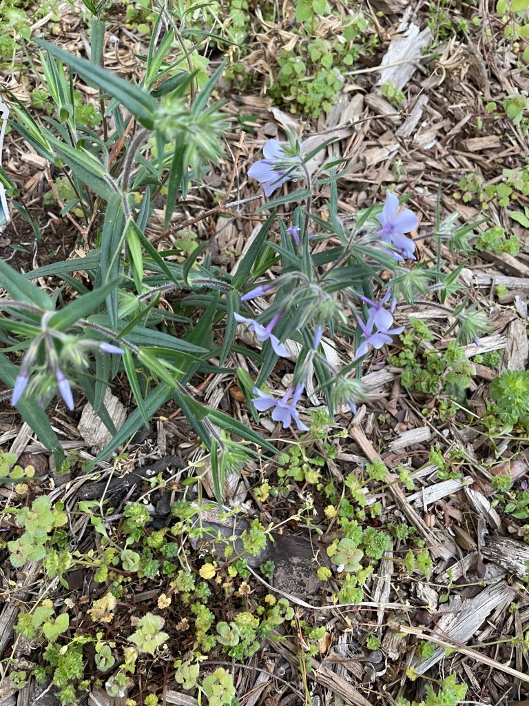 Small phlox plant with purple flowers