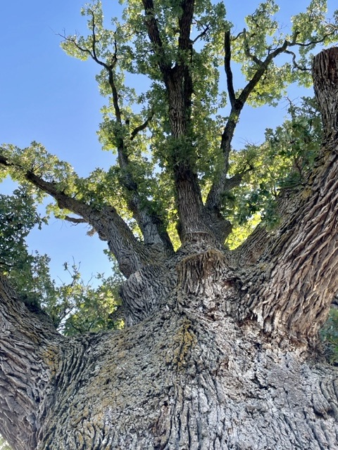 Look up into the canopy of bur oak tree.