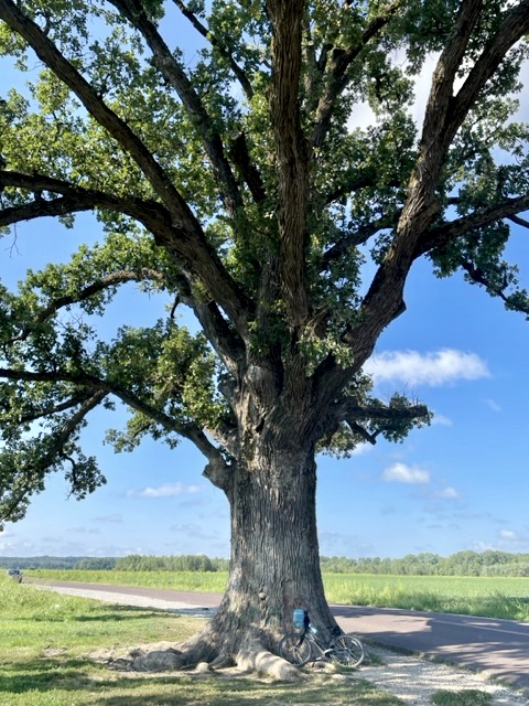 Bicycle leaning against a massive bur oak tree. Blue sky.
