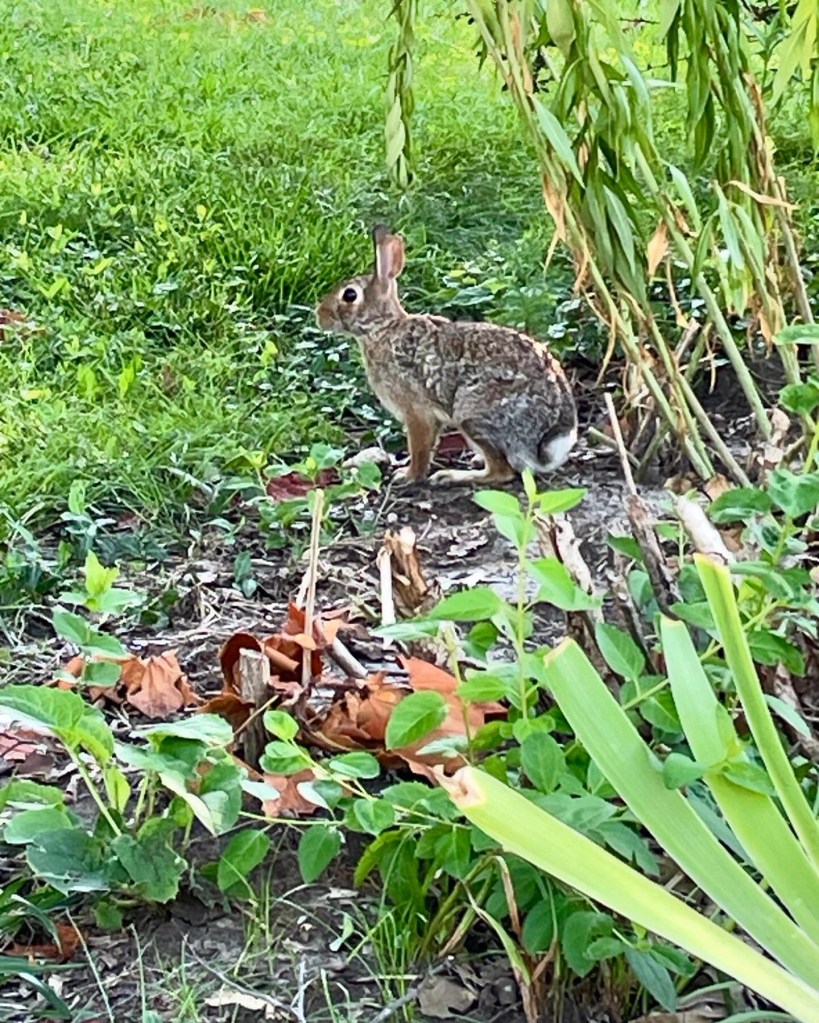 Brown cottontail rabbit holding very still in a yard.