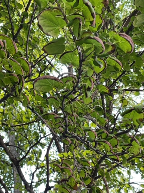 Branches and leaves of a gingko tree