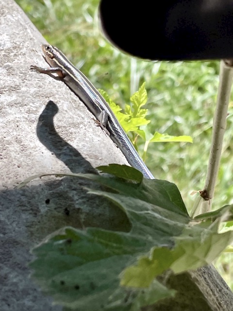 skink climbing a rock