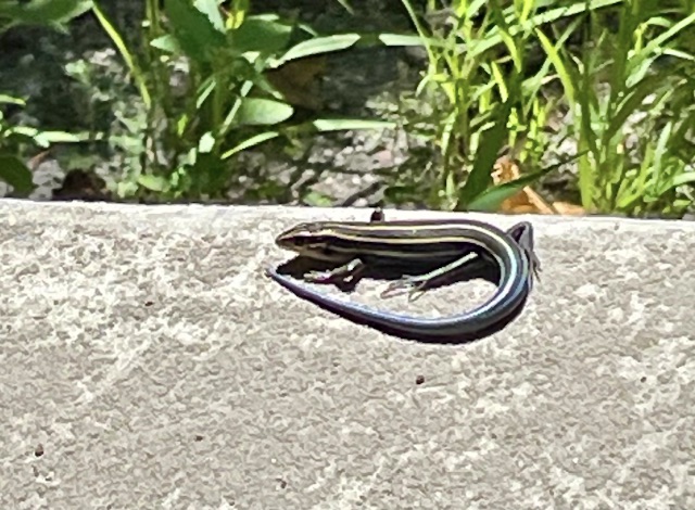 Five-lined skink curved in a u-shape on some cement.