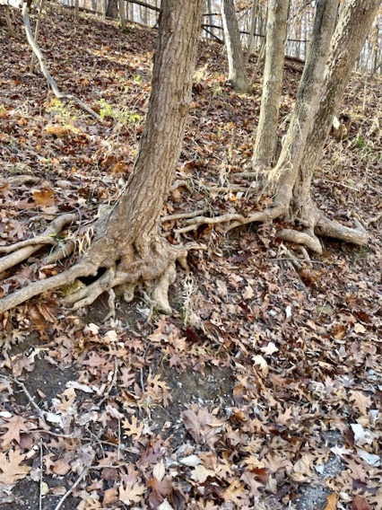 The bottom part of two trees with their roots exposed on one side. Fallen leaves on the ground.